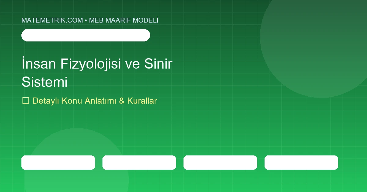 11. Sınıf Biyoloji İnsan Fizyolojisi ve Sinir Sistemi Konu Anlatımı, 20 Soruluk Test ve MEB Çözümleri